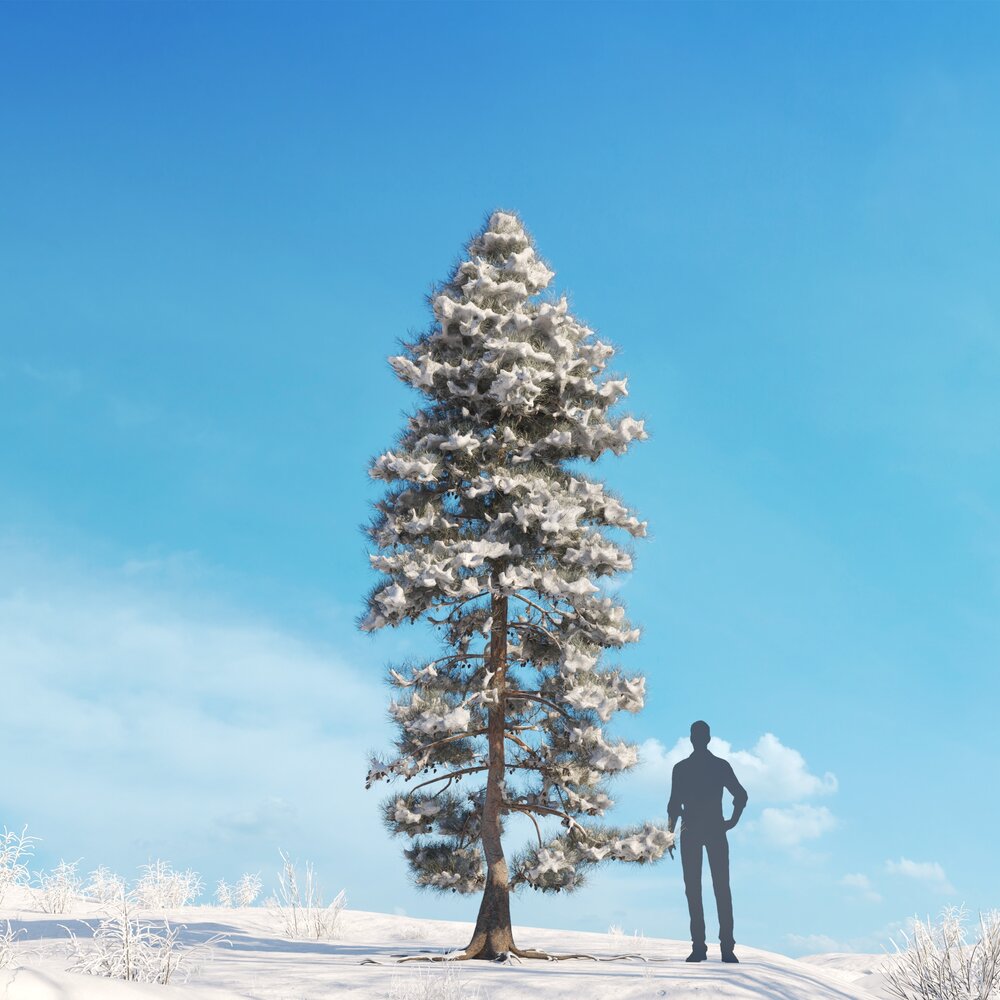 Pinus Ponderosa Winter 02 3D model