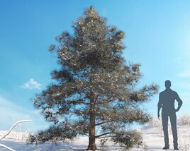 Pinus Ponderosa Winter 3Dモデル