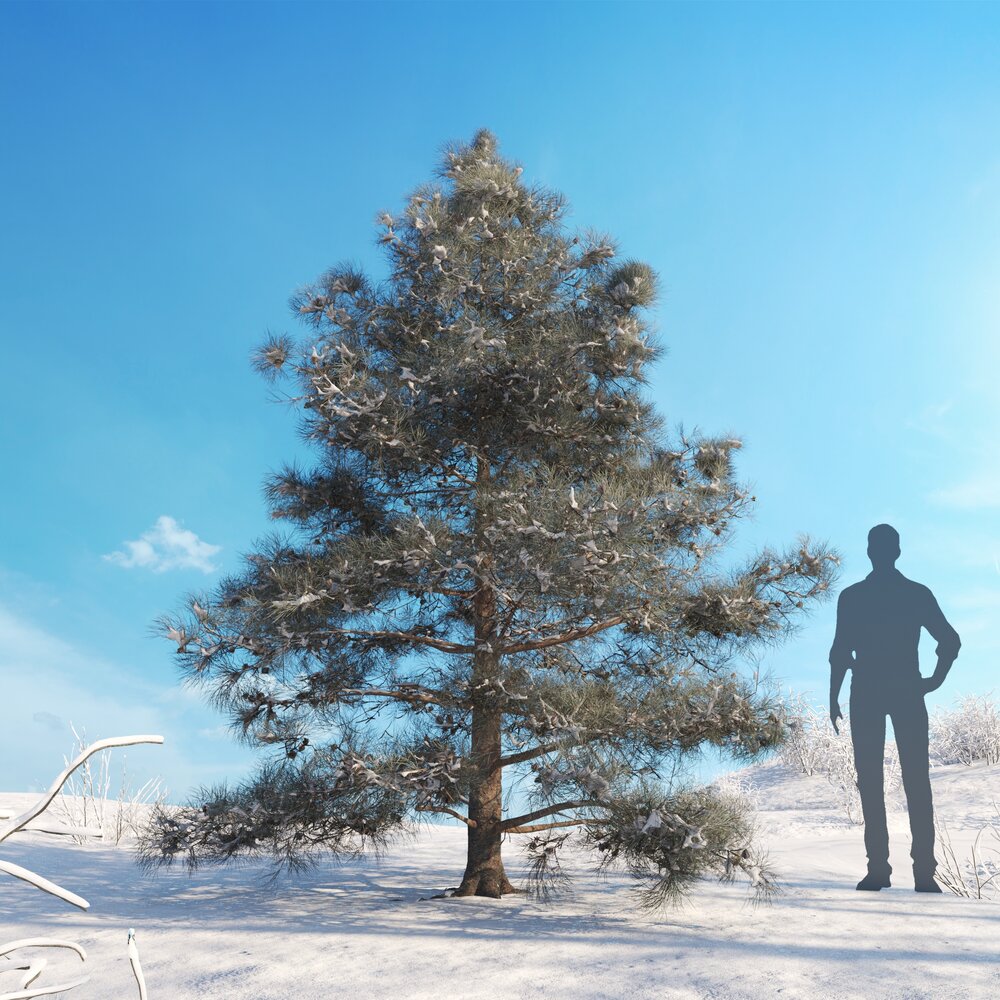 Pinus Ponderosa Winter 3D model