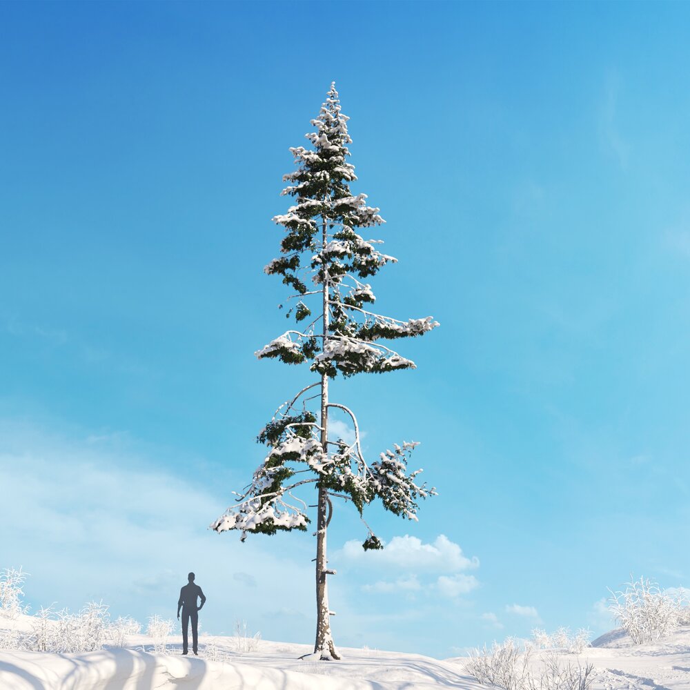 Western Hemlock Winter 3Dモデル