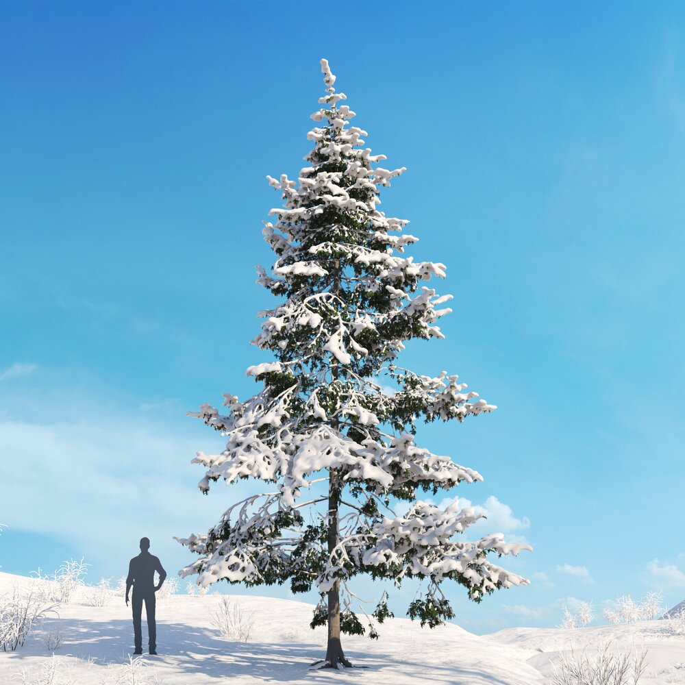 Western Hemlock Winter 02 3Dモデル