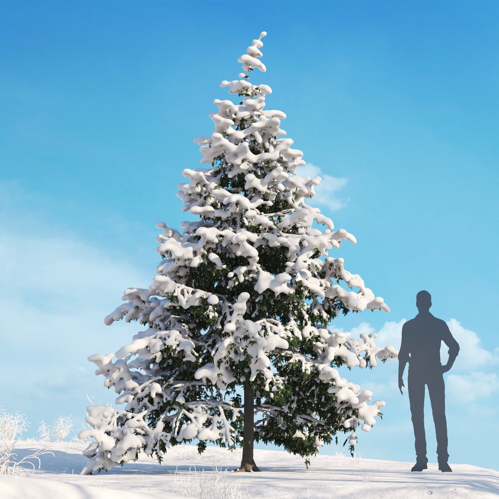 Western Hemlock Winter 03 3D模型