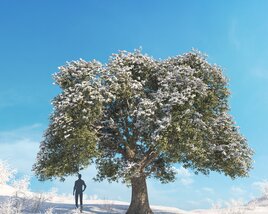 Live Oak Winter 03 3D model