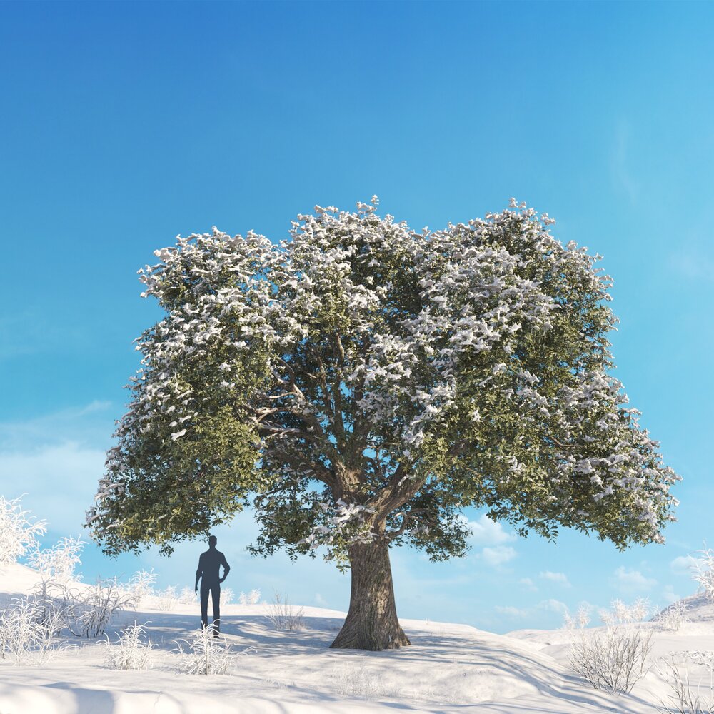 Live Oak Winter 03 3D-Modell