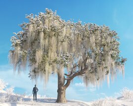 Live Oak Winter 3D model