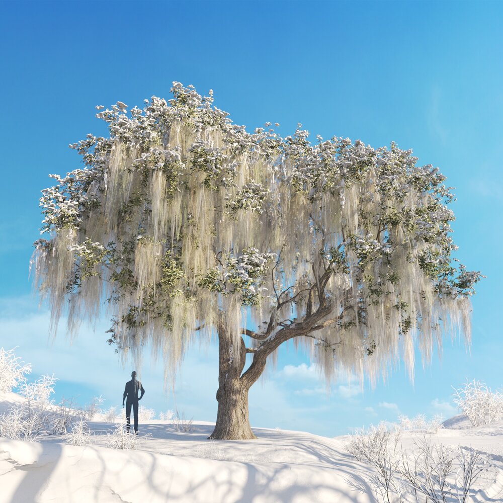 Live Oak Winter 3D 모델 