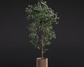 Ficus Benjamina 02 3D 모델 