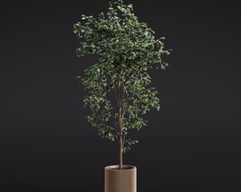 Ficus Benjamina 02 3D模型