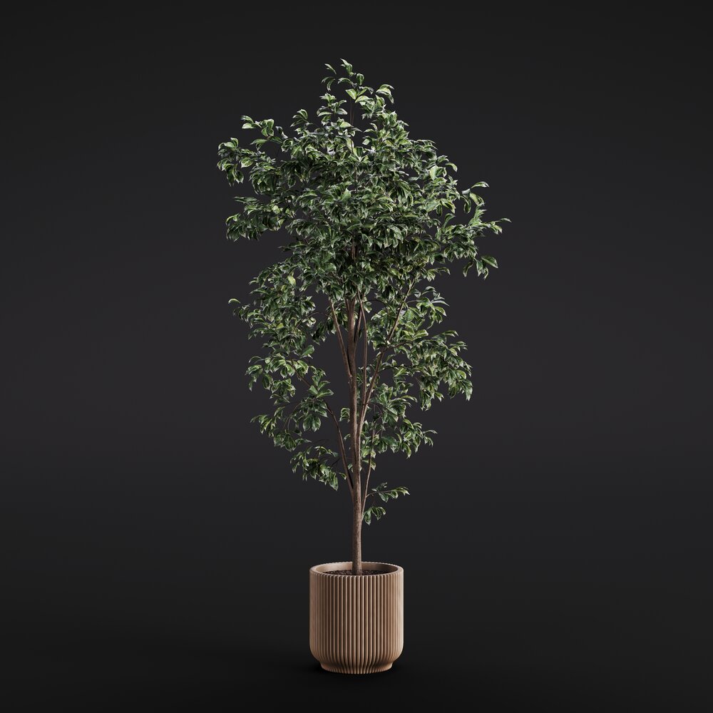 Ficus Benjamina 02 3D model