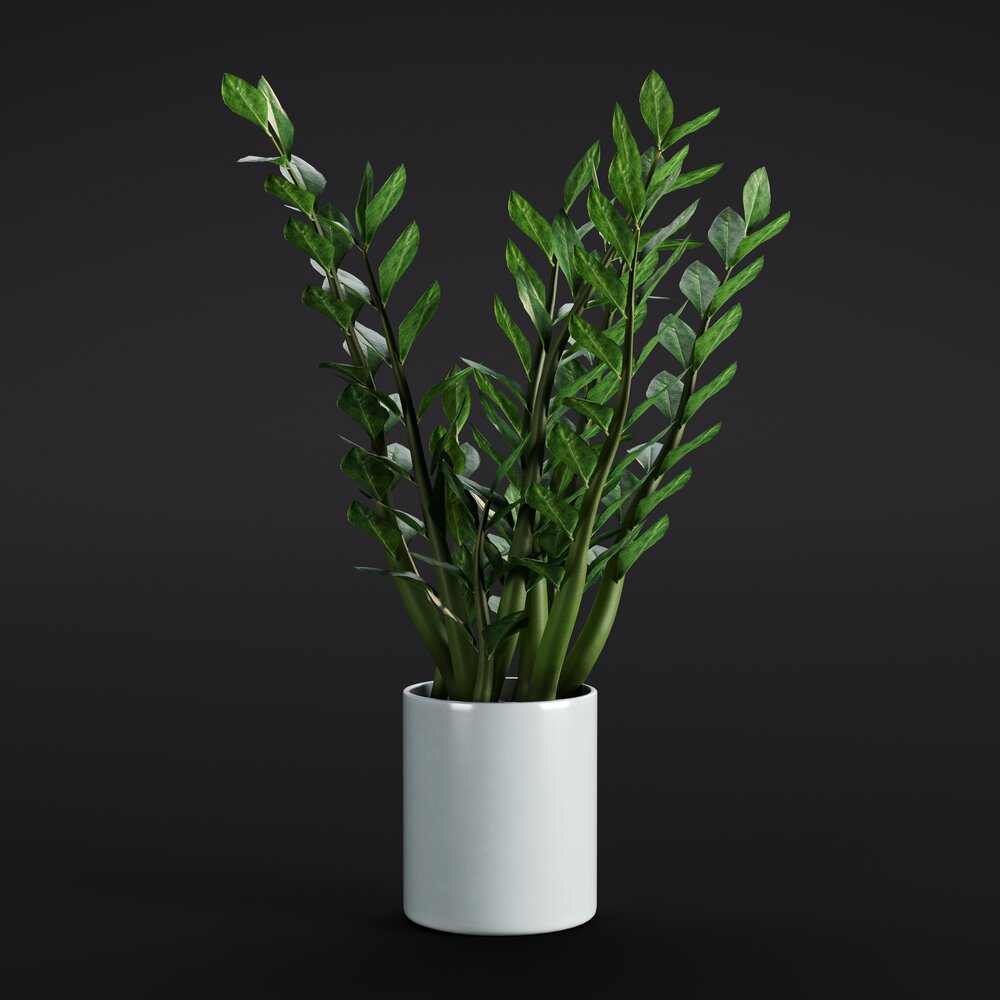 Aroid Palm 3D-Modell