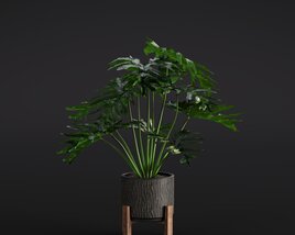 Philodendron Selloum 3D 모델 