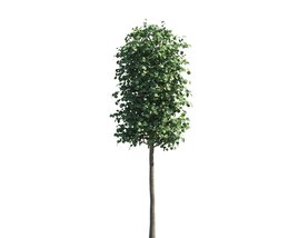 Small Tilia Park Tree Modello 3D