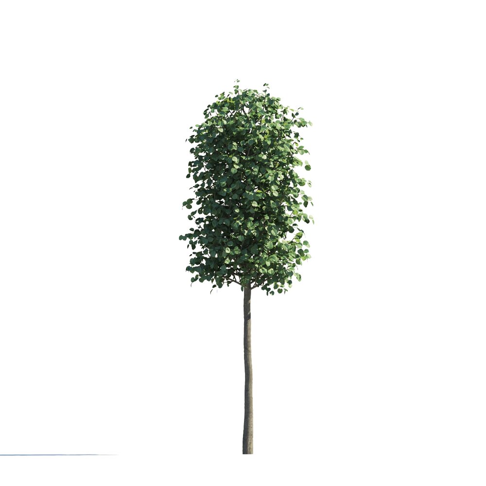 Small Tilia Park Tree Modèle 3d