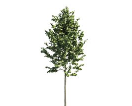 Small Tilia Tree 3D model
