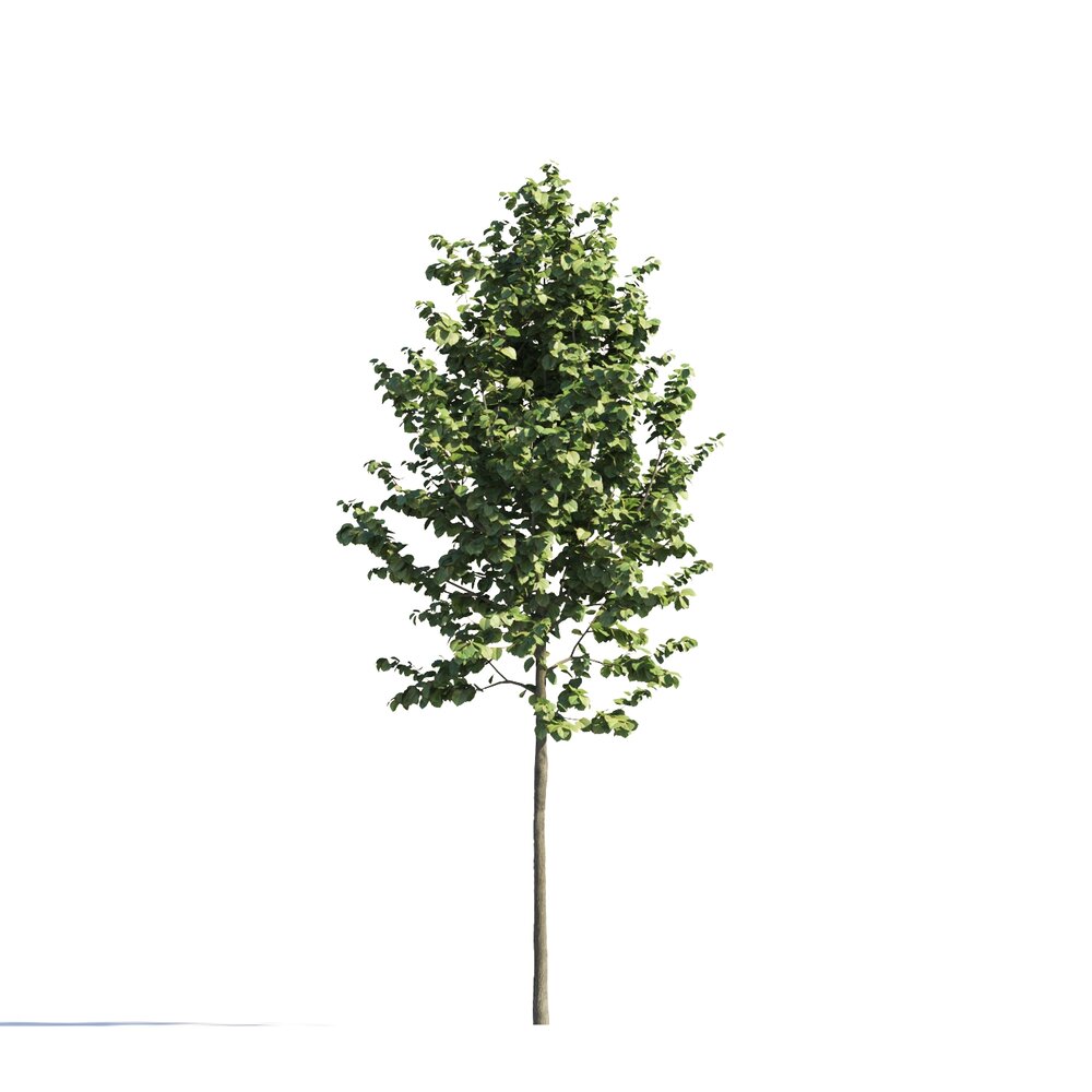Small Tilia Tree Modello 3D