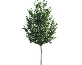 Tilia Single Tree Modello 3D