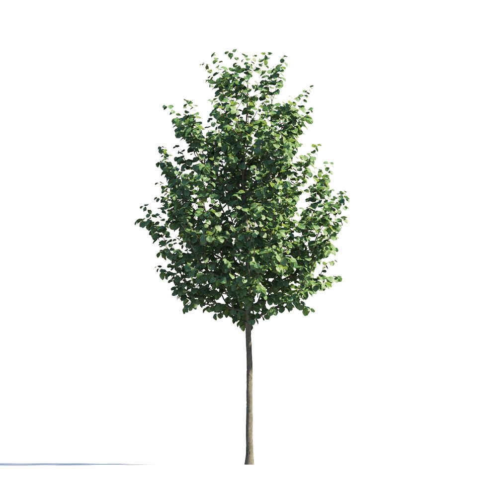 Tilia Single Tree 3D 모델 
