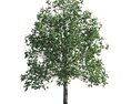 Tilia Tree Park 3d model