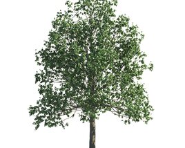 Tilia Tree Park 3D 모델 
