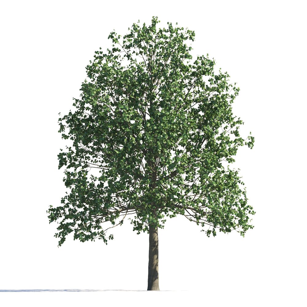 Tilia Tree Park 3D 모델 