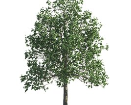 Park Tilia Tree 3D 모델 