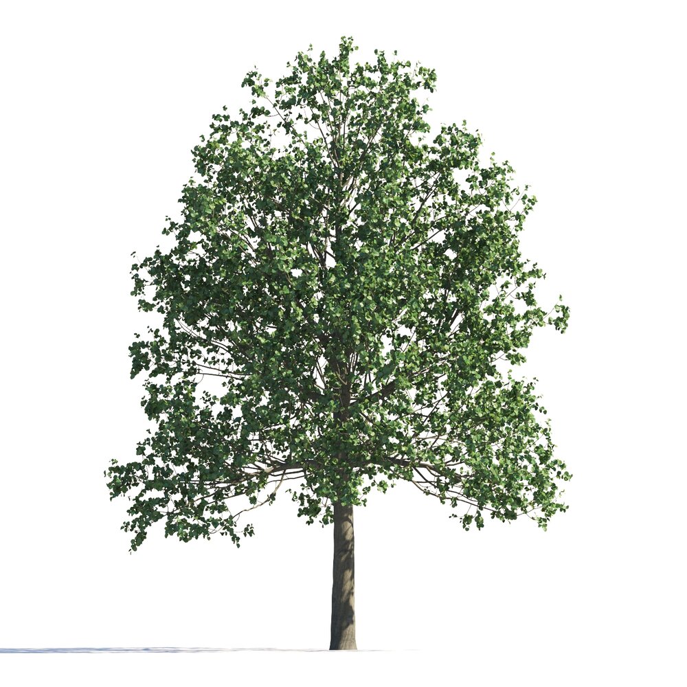 Park Tilia Tree 3D 모델 