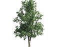 Verdant Tilia Tree 3d model