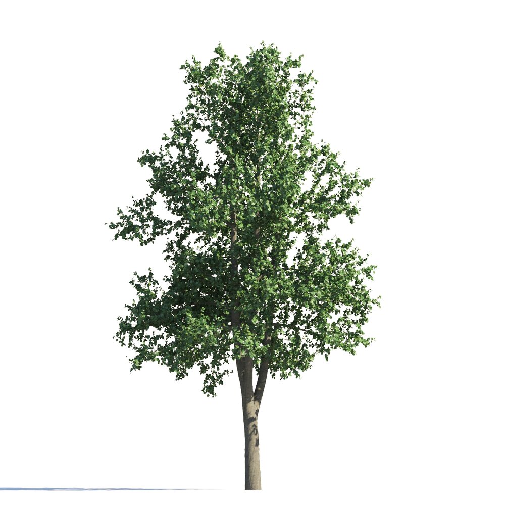 Verdant Tilia Tree 3D model
