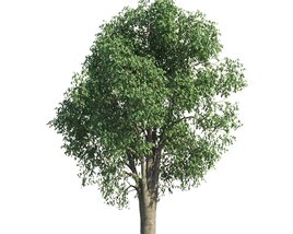 Solitary Tilia Tree Modèle 3D