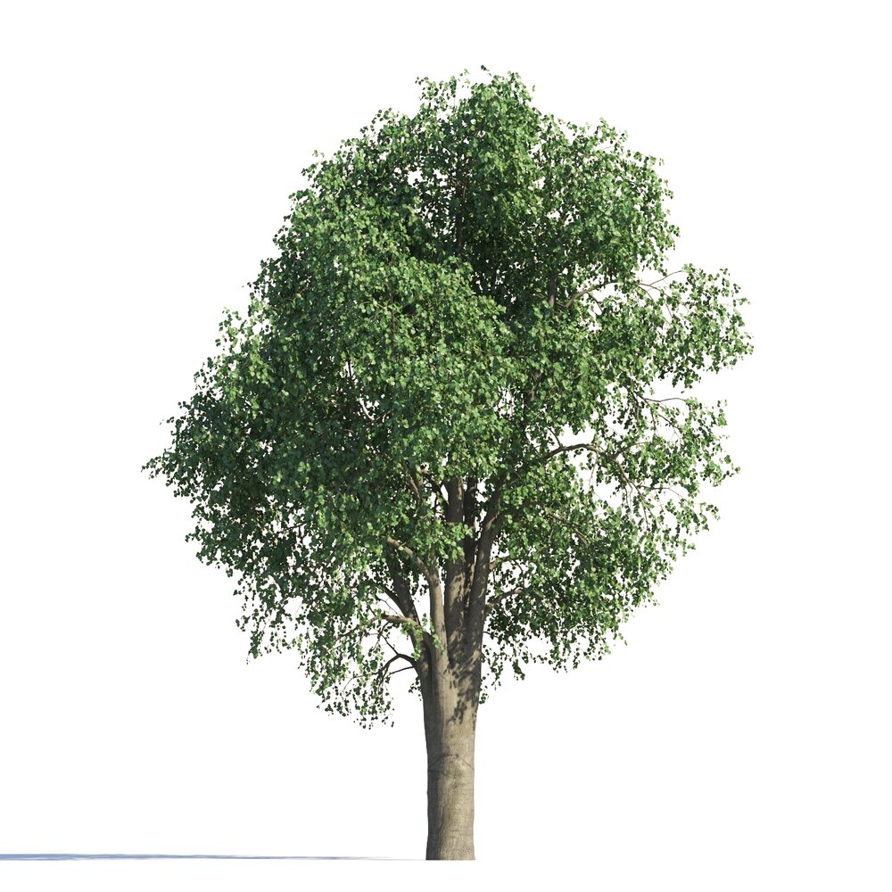 Solitary Tilia Tree Modello 3D