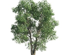 Park Tilia Tree 02 Modelo 3d