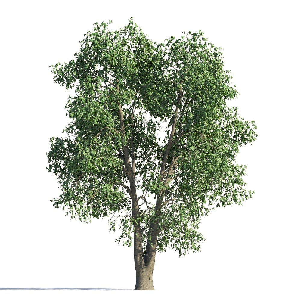 Park Tilia Tree 02 Modèle 3d