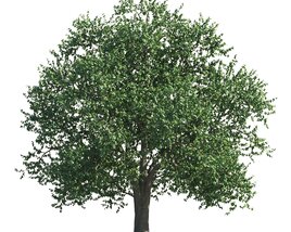 Lush Green Tilia Tree Modèle 3D