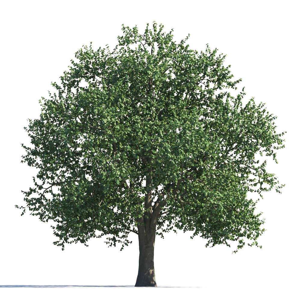 Lush Green Tilia Tree Modello 3D