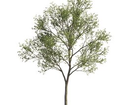 Maple Tree Park 3D模型