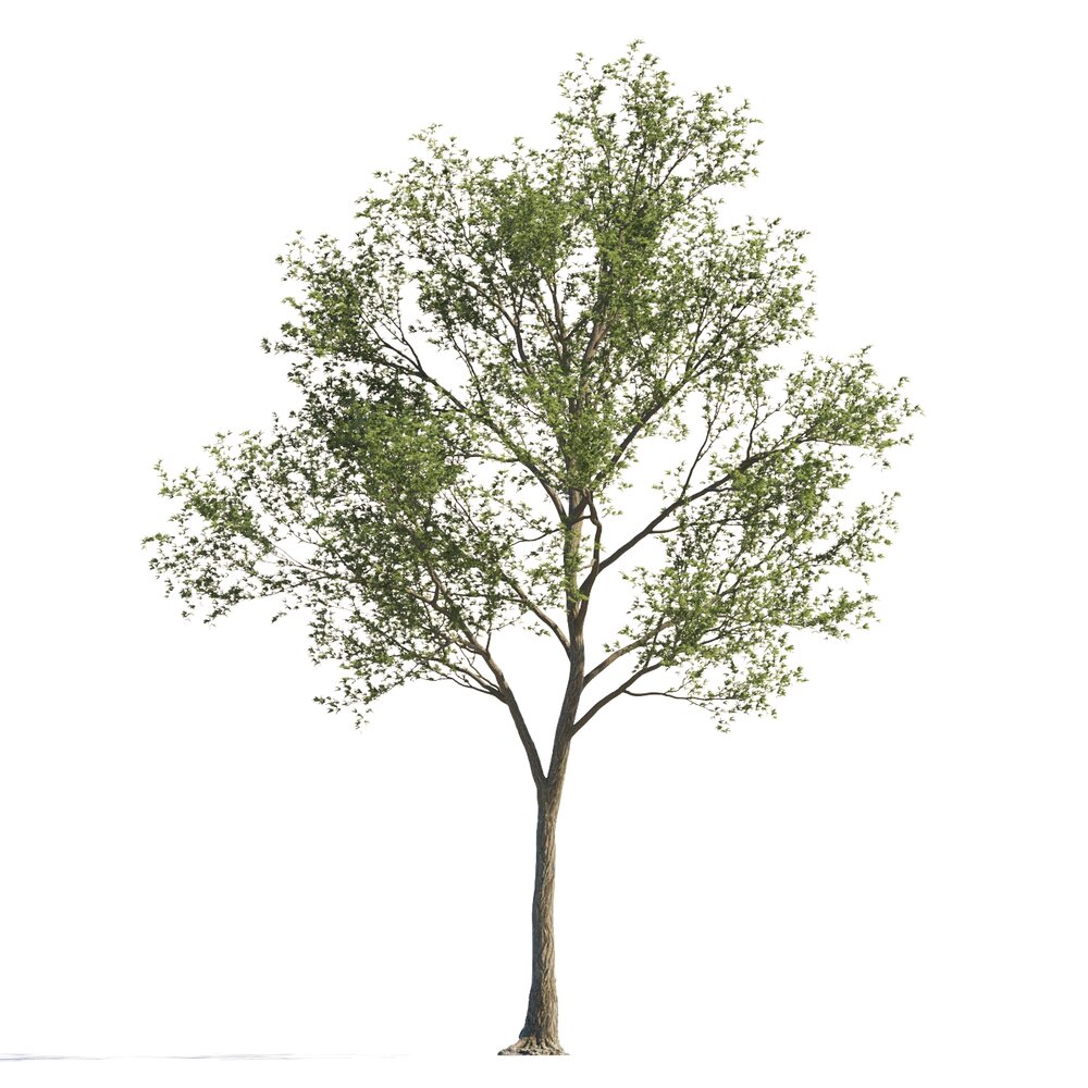 Maple Tree Park 3D 모델 