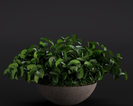Anredera Cordifolia 3D 모델 