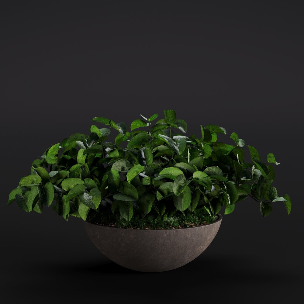 Anredera Cordifolia Modello 3D