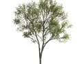 Elegant Maple Tree 3D модель