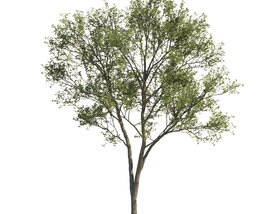 Elegant Maple Tree Modello 3D