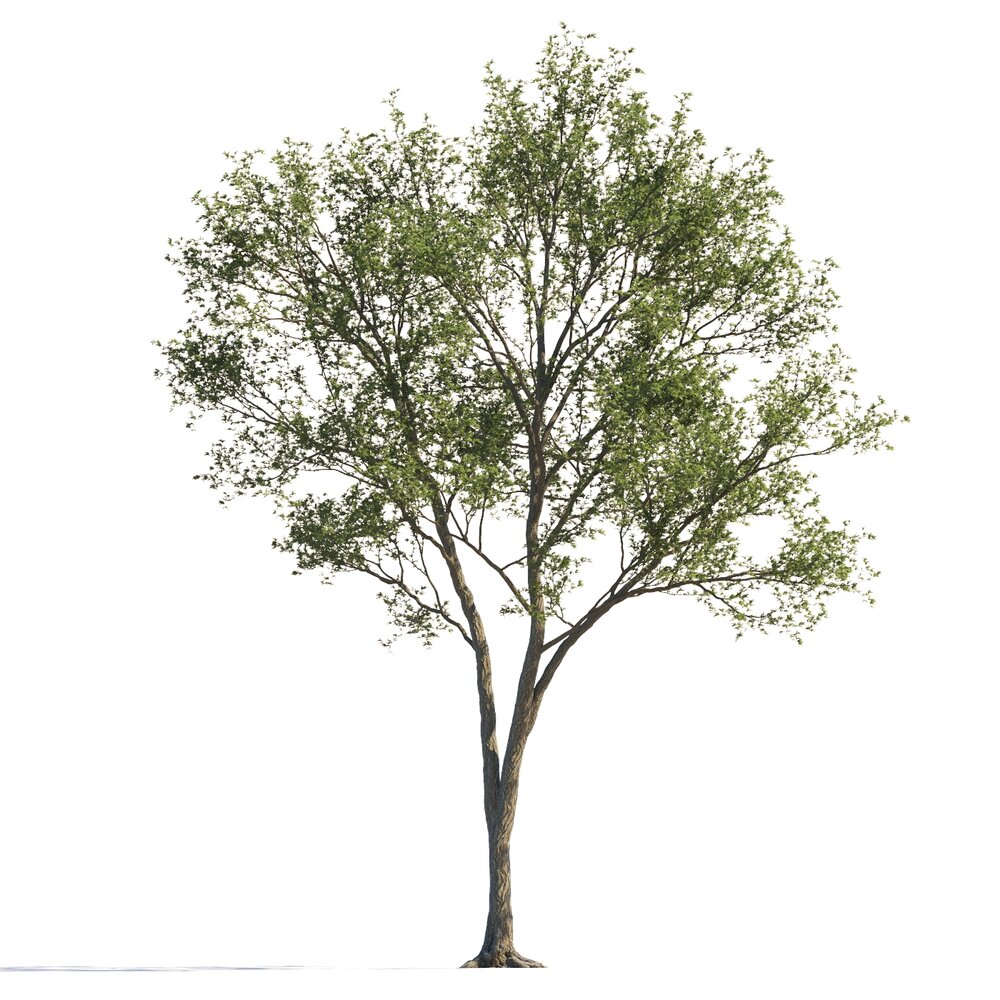 Elegant Maple Tree Modèle 3d