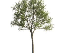 Lone Maple Tree 3D model