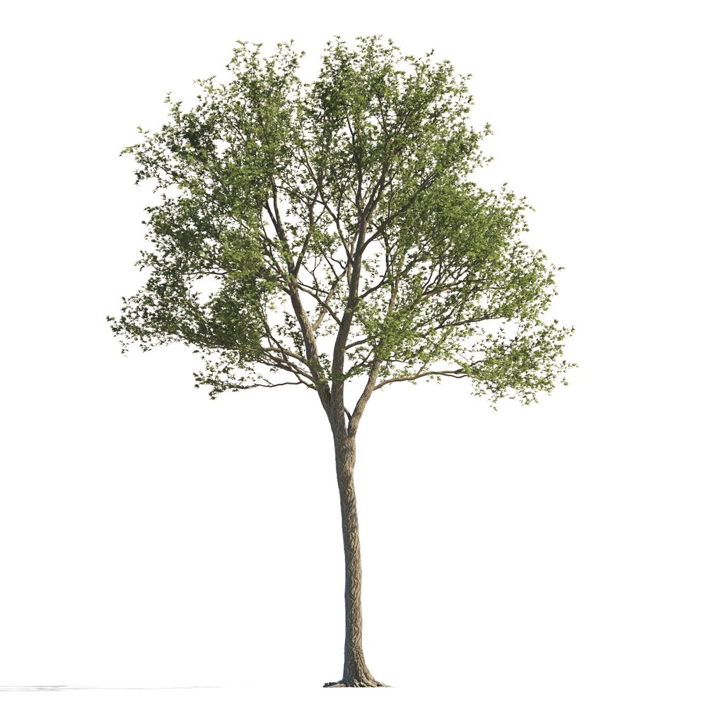 Lone Maple Tree 3d model