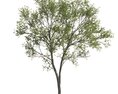 Verdant Maple Tree 3D-Modell