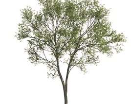 Verdant Maple Tree Modèle 3D