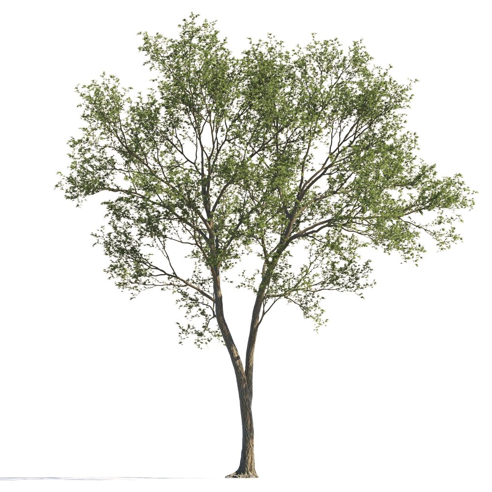 Verdant Maple Tree 3Dモデル