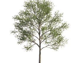 Park Maple Tree Modèle 3D