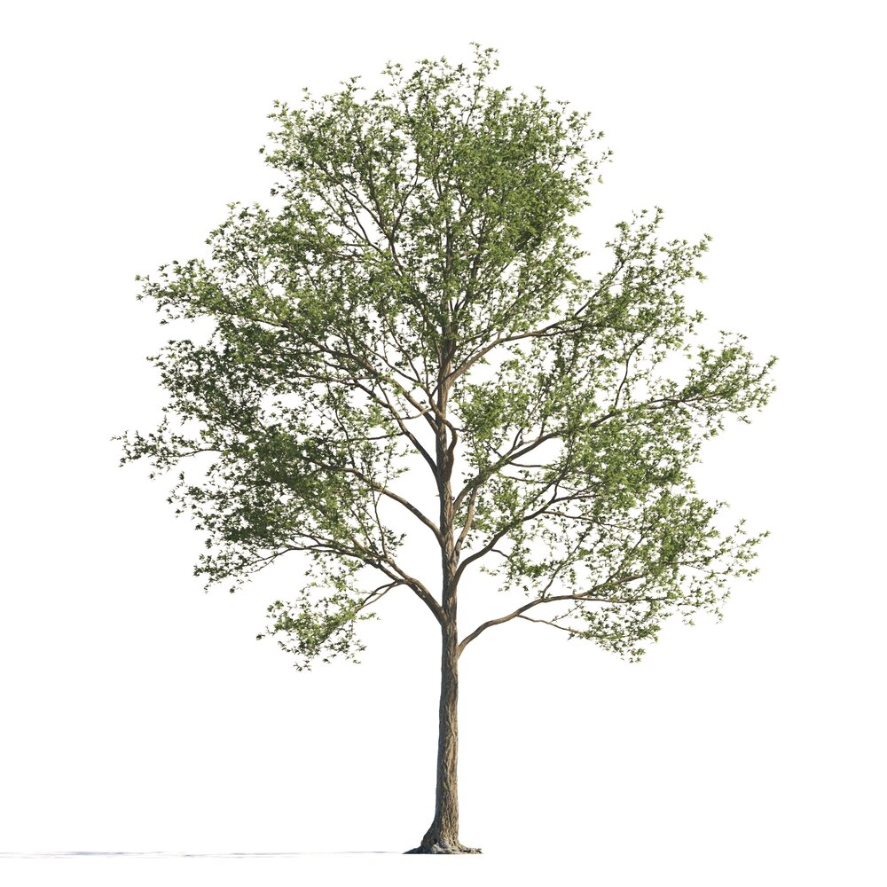 Park Maple Tree Modèle 3d