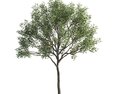Lone Maple Tree Modelo 3d