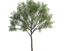 Lone Maple Tree Modelo 3d